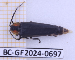  ( - BC-GF2024-0697)  @11 [ ] Creative Commons (2024) rodolphe rougerie Museum national d'histoire naturelle