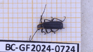  ( - BC-GF2024-0724)  @11 [ ] Creative Commons (2024) rodolphe rougerie Museum national d'histoire naturelle