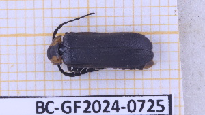  (Lucidota pennata - BC-GF2024-0725)  @11 [ ] Creative Commons (2024) rodolphe rougerie Museum national d'histoire naturelle