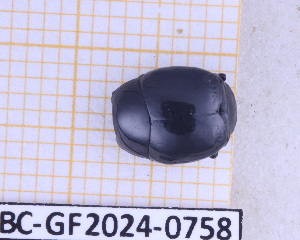  (Omalodes lucius - BC-GF2024-0758)  @11 [ ] Creative Commons (2024) rodolphe rougerie Museum national d'histoire naturelle