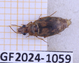  (Lebia soror - BC-GF2024-1059)  @11 [ ] Creative Commons (2024) rodolphe rougerie Museum national d'histoire naturelle