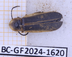  ( - BC-GF2024-1620)  @11 [ ] Creative Commons (2024) rodolphe rougerie Museum national d'histoire naturelle