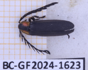  ( - BC-GF2024-1623)  @11 [ ] Creative Commons (2024) rodolphe rougerie Museum national d'histoire naturelle