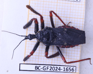  (Apiomerus lituratus - BC-GF2024-1656)  @11 [ ] Creative Commons (2024) rodolphe rougerie Museum national d'histoire naturelle