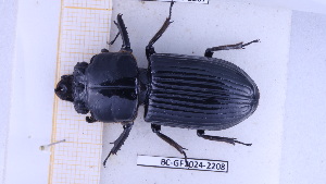  (Verres furcilabris - BC-GF2024-2208)  @11 [ ] Creative Commons (2024) rodolphe rougerie Museum national d'histoire naturelle