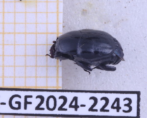  (Omalodini - BC-GF2024-2243)  @11 [ ] Creative Commons (2024) rodolphe rougerie Museum national d'histoire naturelle