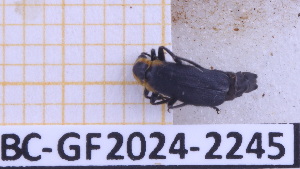  ( - BC-GF2024-2245)  @11 [ ] Creative Commons (2024) rodolphe rougerie Museum national d'histoire naturelle