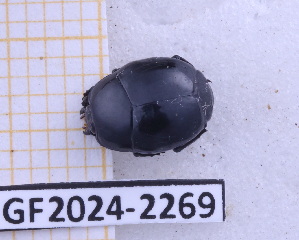  ( - BC-GF2024-2269)  @11 [ ] Creative Commons (2024) rodolphe rougerie Museum national d'histoire naturelle