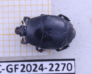  ( - BC-GF2024-2270)  @11 [ ] Creative Commons (2024) rodolphe rougerie Museum national d'histoire naturelle