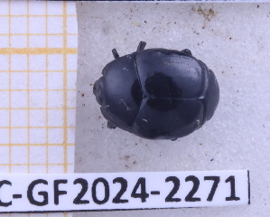  (Omalodes pulvinatus - BC-GF2024-2271)  @11 [ ] Creative Commons (2024) rodolphe rougerie Museum national d'histoire naturelle