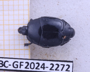  (Omalodes bifoveolatus - BC-GF2024-2272)  @11 [ ] Creative Commons (2024) rodolphe rougerie Museum national d'histoire naturelle