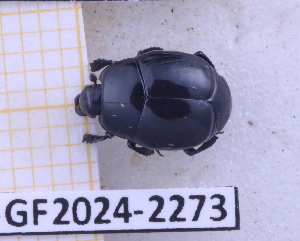  (Omalodes simplex - BC-GF2024-2273)  @11 [ ] Creative Commons (2024) rodolphe rougerie Museum national d'histoire naturelle