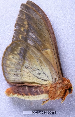  ( - BC-GF2024-0046)  @11 [ ] Creative Commons (2024) rodolphe rougerie Museum national d'histoire naturelle