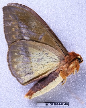  ( - BC-GF2024-0048)  @11 [ ] Creative Commons (2024) rodolphe rougerie Museum national d'histoire naturelle