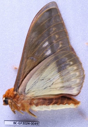  ( - BC-GF2024-0049)  @11 [ ] Creative Commons (2024) rodolphe rougerie Museum national d'histoire naturelle