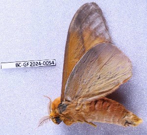  ( - BC-GF2024-0054)  @11 [ ] Creative Commons (2024) rodolphe rougerie Museum national d'histoire naturelle