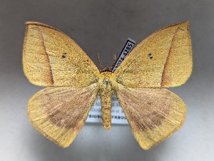  ( - BC-GF2024-4285)  @11 [ ] CC0 (2025) Rodolphe Rougerie Museum national d'Histoire naturelle, Paris