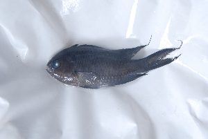  ( - CIFE-VRL-NC1)  @13 [ ] Copyright (2013) Dhaval C. Bamaniya Central Institute of Fisheries Education