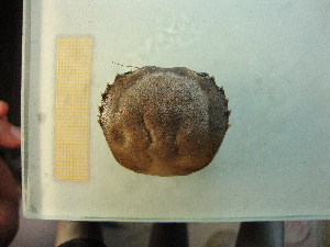  (Zilchiopsis collastinensis - 14GTFG-0065)  @12 [ ] Copyright (2012) Unspecified Instituto Nacional del Limnología (INALI-CONICET-UNL)