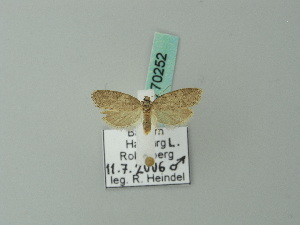  ( - BC ZSM Lep 70252)  @12 [ ] Unspecified (default): All Rights Reserved  Unspecified Unspecified