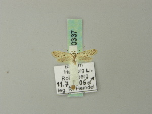  ( - BC ZSM Lep 70337)  @12 [ ] Unspecified (default): All Rights Reserved  Unspecified Unspecified