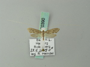  ( - BC ZSM Lep 70390)  @12 [ ] Unspecified (default): All Rights Reserved  Unspecified Unspecified