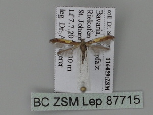  ( - BC ZSM Lep 87715)  @12 [ ] CreativeCommons - Attribution Non-Commercial Share-Alike (2015) SNSB, Zoologische Staatssammlung Muenchen SNSB, Zoologische Staatssammlung Muenchen
