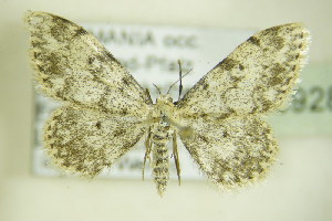 (Idaea contiguaria - BC ZSM Lep 89283)  @14 [ ] CreativeCommons - Attribution Non-Commercial Share-Alike (2015) SNSB, Zoologische Staatssammlung Muenchen SNSB, Zoologische Staatssammlung Muenchen