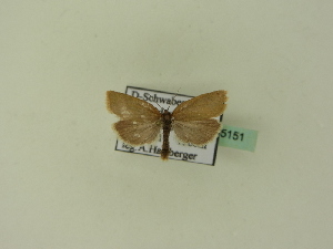  ( - BC ZSM Lep 95151)  @12 [ ] CreativeCommons - Attribution Non-Commercial Share-Alike (2016) SNSB, Staatliche Naturwissenschaftliche Sammlungen Bayerns ZSM (SNSB, Zoologische Staatssammlung Muenchen)