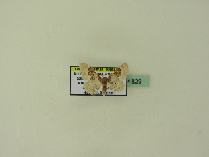  ( - BC ZSM Lep 94829)  @12 [ ] CreativeCommons - Attribution Non-Commercial Share-Alike (2016) SNSB, Staatliche Naturwissenschaftliche Sammlungen Bayerns ZSM (SNSB, Zoologische Staatssammlung Muenchen)
