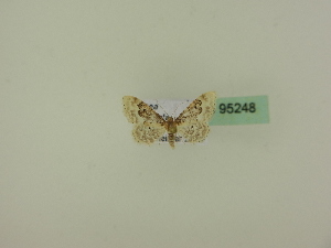  ( - BC ZSM Lep 95248)  @12 [ ] CreativeCommons - Attribution Non-Commercial Share-Alike (2016) SNSB, Staatliche Naturwissenschaftliche Sammlungen Bayerns ZSM (SNSB, Zoologische Staatssammlung Muenchen)