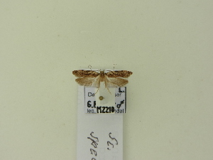  ( - BC ZSM Lep 95348)  @11 [ ] CreativeCommons - Attribution Non-Commercial Share-Alike (2016) SNSB, Staatliche Naturwissenschaftliche Sammlungen Bayerns ZSM (SNSB, Zoologische Staatssammlung Muenchen)