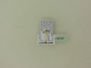  ( - BC ZSM Lep 95767)  @12 [ ] Unspecified (default): All Rights Reserved  SNSB, Staatliche Naturwissenschaftliche Sammlungen Bayerns ZSM (SNSB, Zoologische Staatssammlung Muenchen)