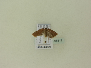  ( - BC ZSM Lep 95817)  @12 [ ] Unspecified (default): All Rights Reserved  SNSB, Staatliche Naturwissenschaftliche Sammlungen Bayerns ZSM (SNSB, Zoologische Staatssammlung Muenchen)