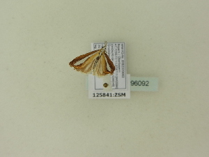  ( - BC ZSM Lep 96092)  @12 [ ] Unspecified (default): All Rights Reserved  SNSB, Staatliche Naturwissenschaftliche Sammlungen Bayerns ZSM (SNSB, Zoologische Staatssammlung Muenchen)