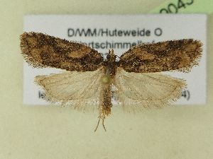  ( - BC ZSM Lep 99043)  @11 [ ] SNSB, ZSM (2017) Dr. Andreas H. Segerer Unspecified