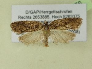  ( - BC ZSM Lep 99076)  @11 [ ] SNSB, ZSM (2017) Dr. Andreas H. Segerer Unspecified