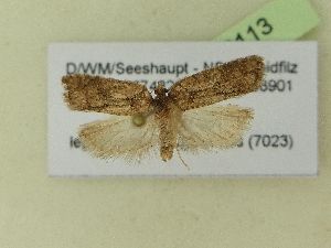  ( - BC ZSM Lep 99113)  @11 [ ] SNSB, ZSM (2017) Dr. Andreas H. Segerer Unspecified