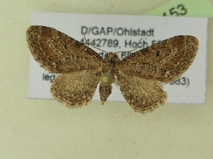  ( - BC ZSM Lep 99153)  @13 [ ] SNSB, ZSM (2017) Dr. Andreas H. Segerer Unspecified