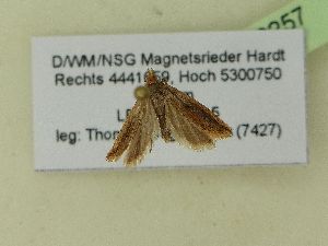  ( - BC ZSM Lep 99257)  @12 [ ] SNSB, ZSM (2017) Dr. Andreas H. Segerer Unspecified