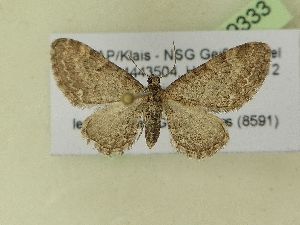  ( - BC ZSM Lep 99333)  @13 [ ] SNSB, ZSM (2017) Dr. Andreas H. Segerer Unspecified