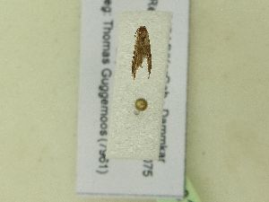  ( - BC ZSM Lep 99781)  @11 [ ] SNSB, ZSM (2017) Dr. Andreas H. Segerer Unspecified