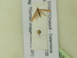  ( - BC ZSM Lep 99826)  @12 [ ] SNSB, ZSM (2017) Dr. Andreas H. Segerer Unspecified