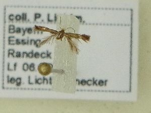  ( - BC ZSM Lep 101739)  @12 [ ] SNSB, ZSM (2017) Dr. Andreas H. Segerer Unspecified