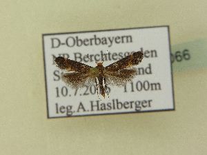  ( - BC ZSM Lep 93066)  @11 [ ] SNSB, ZSM (2017) Dr. Andreas H. Segerer Unspecified