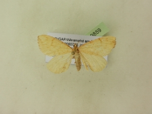  ( - BC ZSM Lep 99859)  @13 [ ] SNSB, ZSM (2017) Dr. Andreas H. Segerer Unspecified