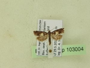  ( - BC ZSM Lep 103004)  @12 [ ] SNSB, ZSM (2018) Dr. Andreas H. Segerer ZSM
