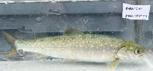  (Salvelinus malma - BHAK-12747)  @11 [ ] CreativeCommons Attribution Non-Commercial No Derivatives (2025) Matt Lemay Hakai Institute