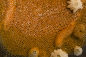  (Rhynchozoon tumulosum - BMBM-0326)  @11 [ ] CreativeCommons - Attribution Non-Commercial Share-Alike (2017) Matthieu Leray Smithsonian Institution