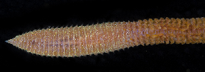  (Scoloplos acmeceps - BMBM-0843)  @11 [ ] CreativeCommons - Attribution Non-Commercial Share-Alike (2017) Matthieu Leray Smithsonian Institution